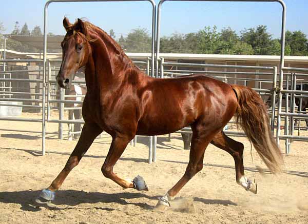 SADDLEBRED